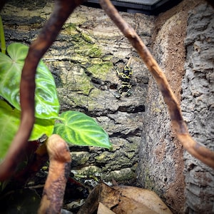 Pode incluir: Uma r&atilde; venenosa preta e amarela escalando em um fundo de casca texturizada. A r&atilde; est&aacute; em um terr&aacute;rio com plantas verdes.