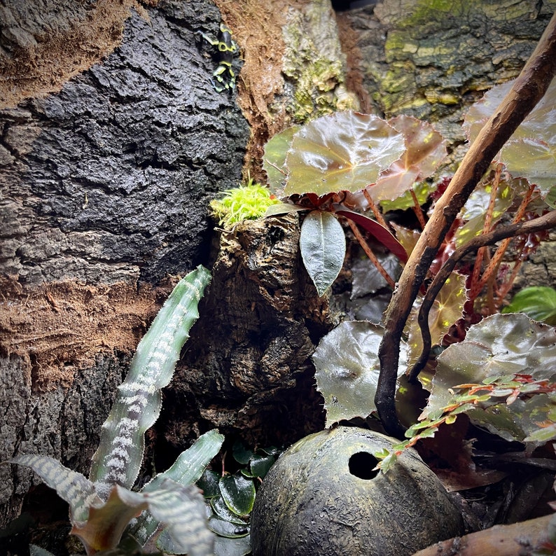 Bulk Cork Bark 2lbs Flats & Rounds Mixed Box Etsy