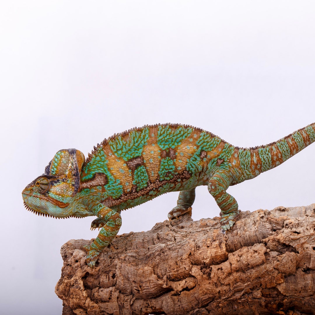 Cork Bark 1lbs Rounds Animal Hide Vivarium Terrarium Supplies