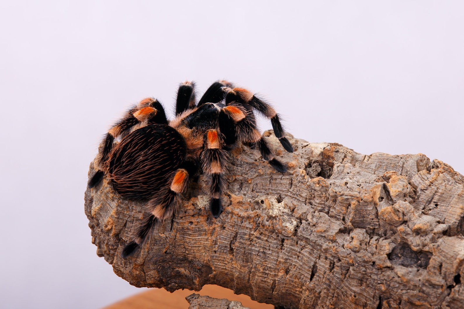 Bulk Cork Bark Flats Terrarium Vivarium Orchid Air Plant Etsy