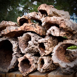 Bulk Cork Bark 10lbs Rounds, Flats or Mixed Box - Great for Reptile Tarantula Frog Terrarium Vivarium