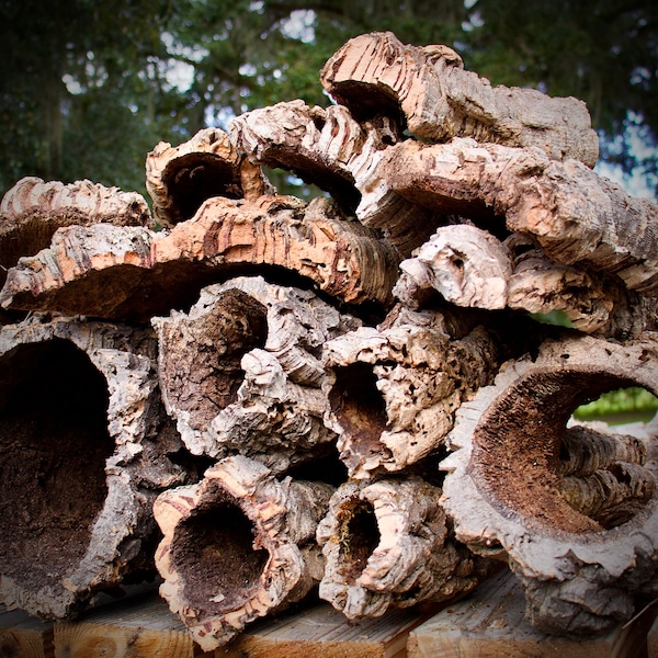 Bulk Cork Bark 10lbs Rounds Flats or Mixed Box - Great for Reptile Tarantula Frog Terrarium Vivarium