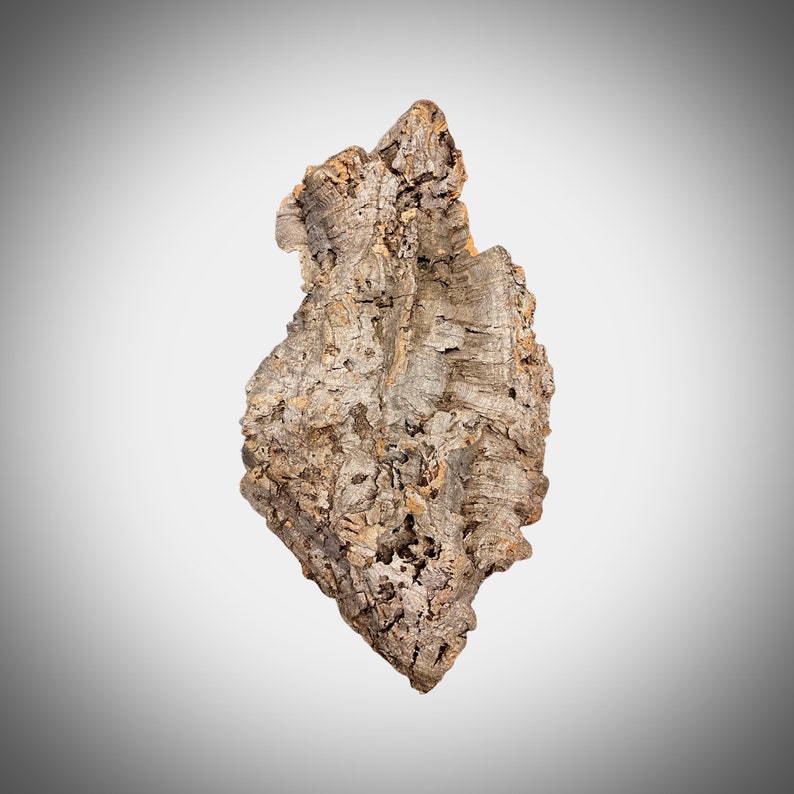 Bulk Cork Bark Flats Terrarium Vivarium Orchid Air Plant Etsy