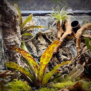 Pode incluir: Um close-up de um terr&aacute;rio com uma variedade de plantas verdes, incluindo plantas a&eacute;reas, crescendo em um ambiente rochoso. O terr&aacute;rio &eacute; decorado com peda&ccedil;os de madeira flutuante e tubos de metal.