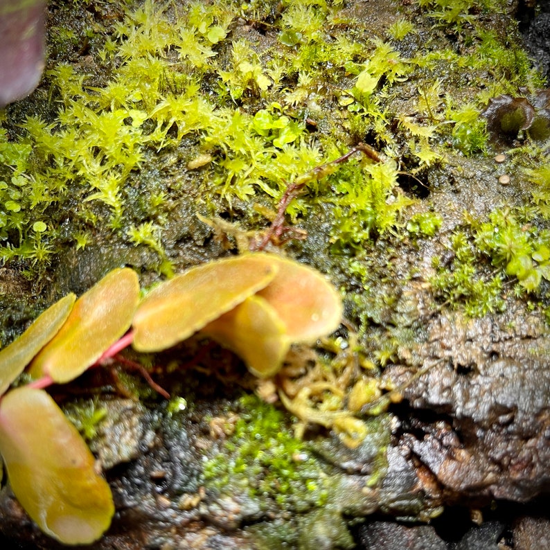 Bulk Cork Bark 10lbs Flats Terrarium Vivarium Supplies Etsy