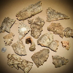 Bulk Virgin Cork Bark Bits  5-10 lbs - Micro Pieces - Air Plant - Orchid Mount