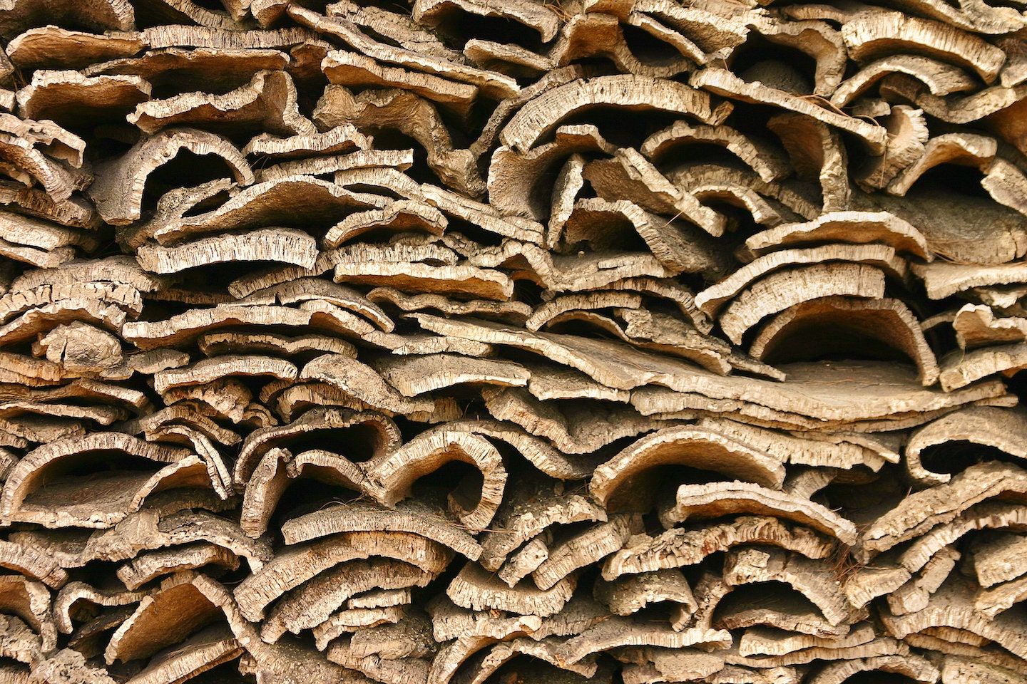 Bulk Cork Bark Flats Terrarium Vivarium Orchid Air Plant Etsy