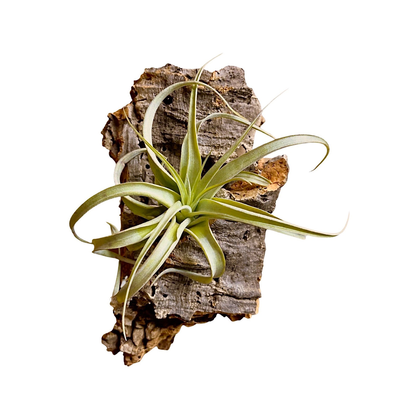 Glass Box Tropicals Mounted Orchid on Cork Bark