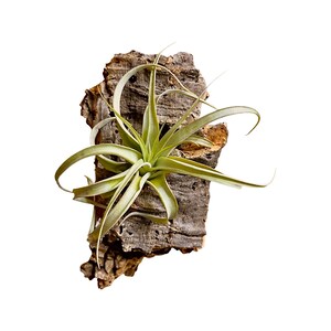 Pode incluir: Uma planta de ar verde crescendo em um peda&ccedil;o de casca de corti&ccedil;a.
