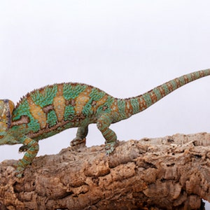 Cork Bark Tube Single Piece  - Animal Hide - Vivarium Terrarium supplies - Amphibians - Reptiles- Orchids