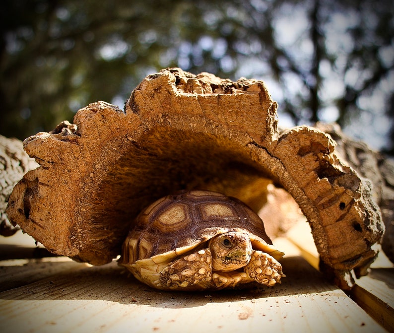 Half Round Cork Bark Animal Hides Etsy
