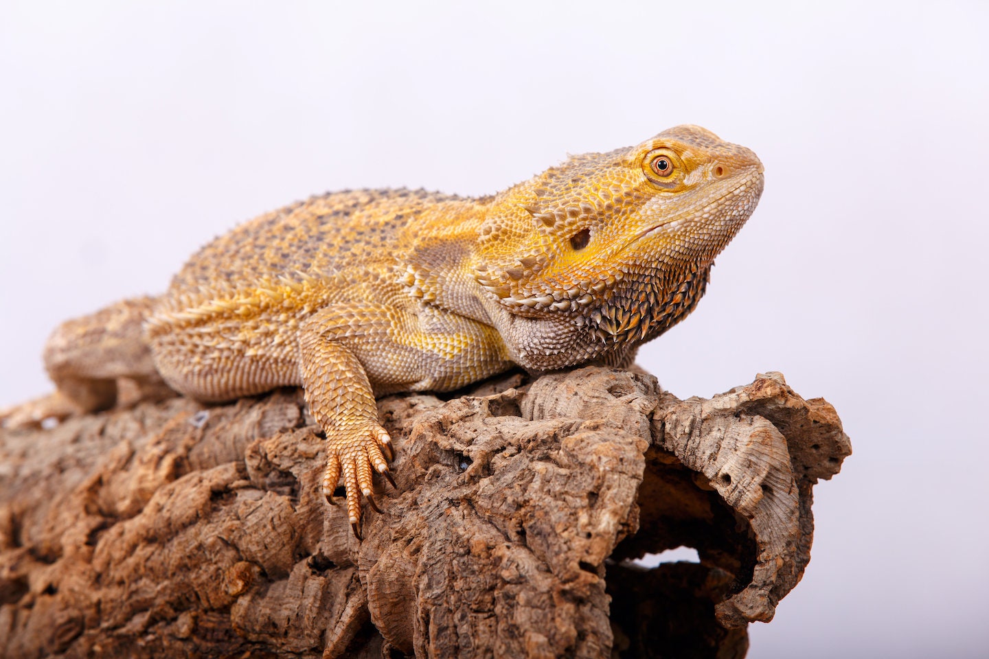 Bulk Cork Bark Flats Terrarium Vivarium Orchid Air Plant Etsy