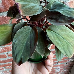 Homalomena Black Velvet - Araceae Plant (beautiful Velvet Soft