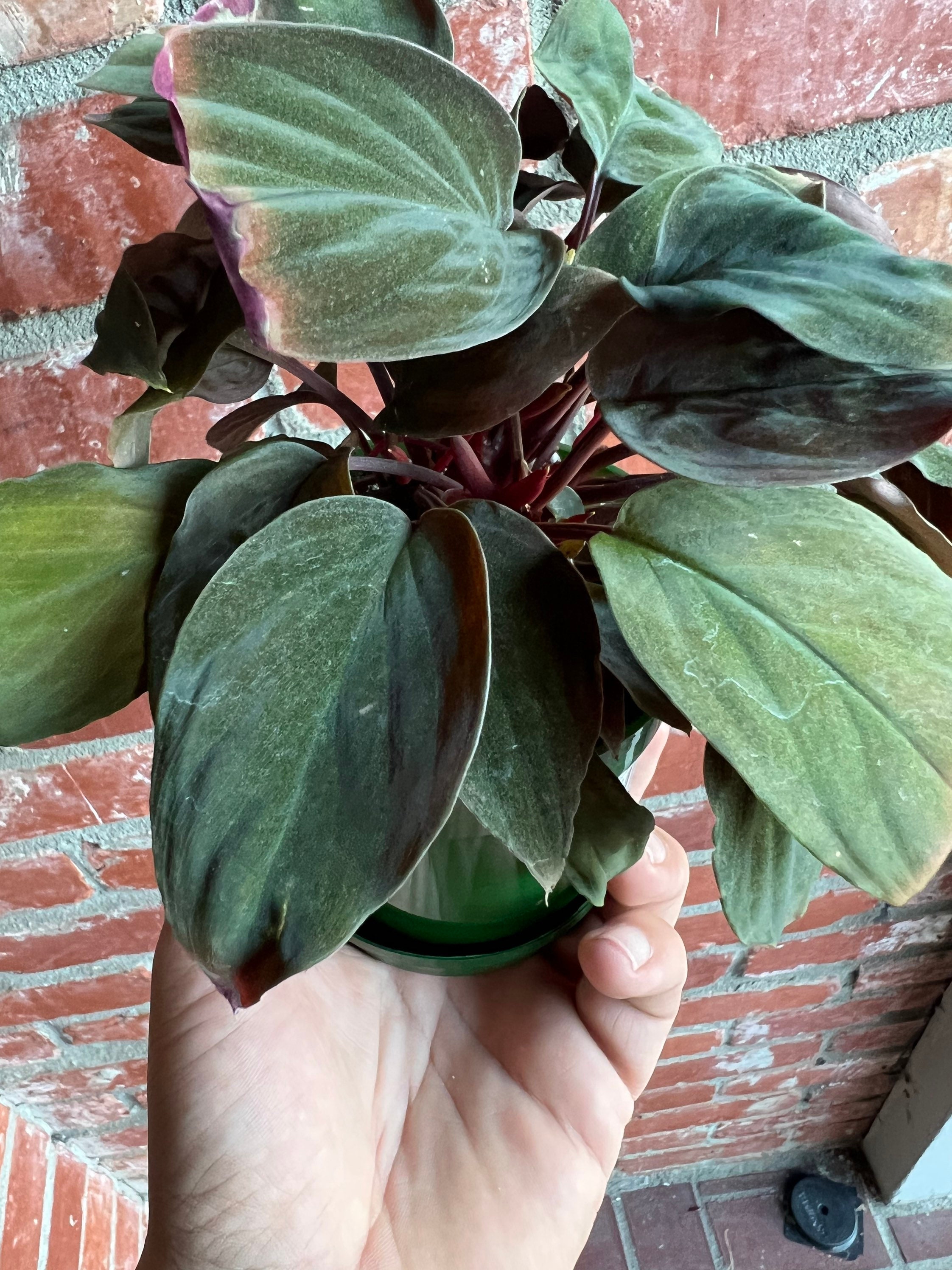 Homalomena Black Velvet - Araceae Plant (beautiful Velvet Homalomena Black Velvet - Araceae Plant (beautiful Velvet