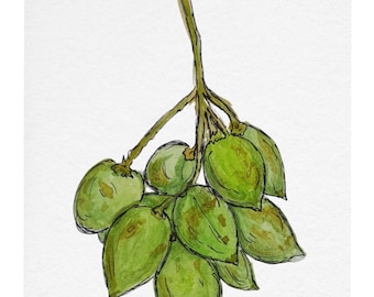 Quenepas Postcard Print