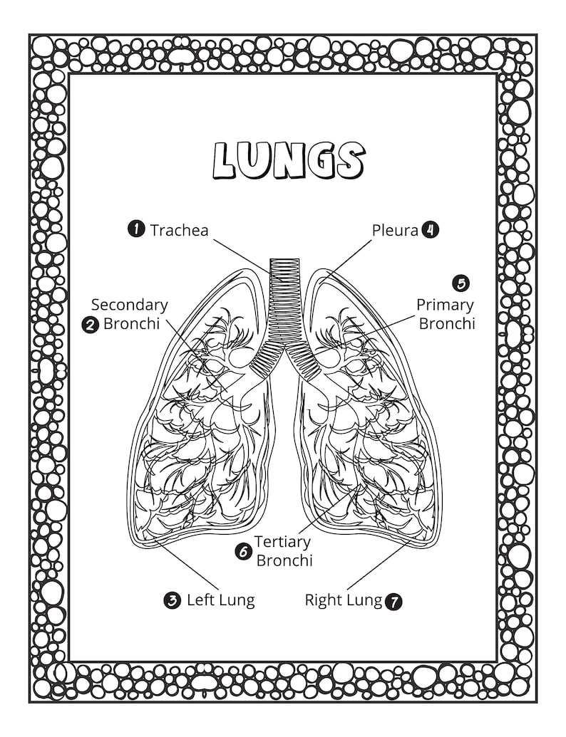 Human Body Organs Coloring Pages for Kids: Human Body Organs Coloring