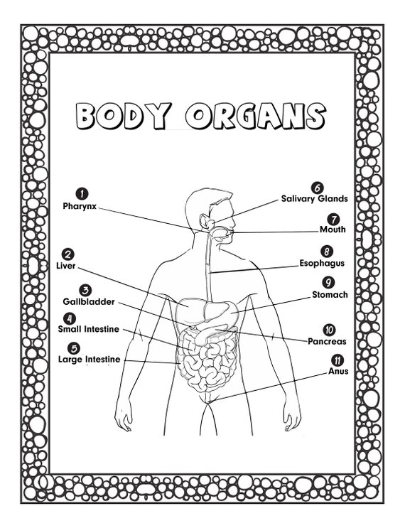 Anatomy Coloring Pages Human Organs - Il 570xN.3273354164 Nfsp 