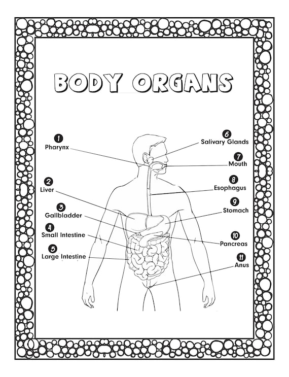 deha parmak değişmemiş human body organs coloring pages ...