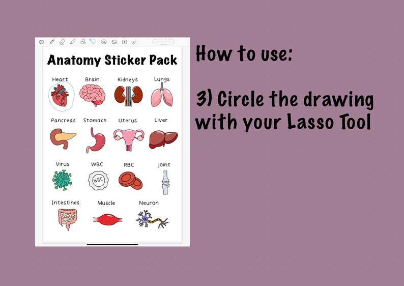 Goodnotes Anatomy Sticker Pack Nursing Stickers Digital Etsy