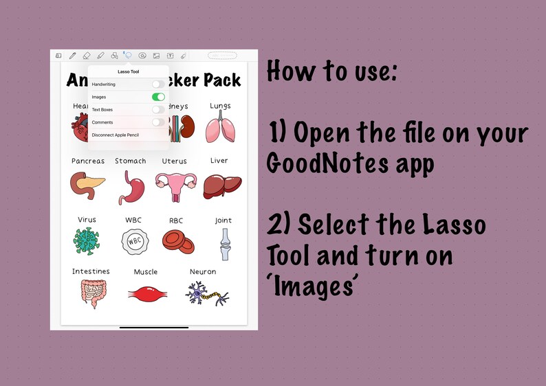 Goodnotes Anatomy Sticker Pack Nursing Stickers Digital Etsy