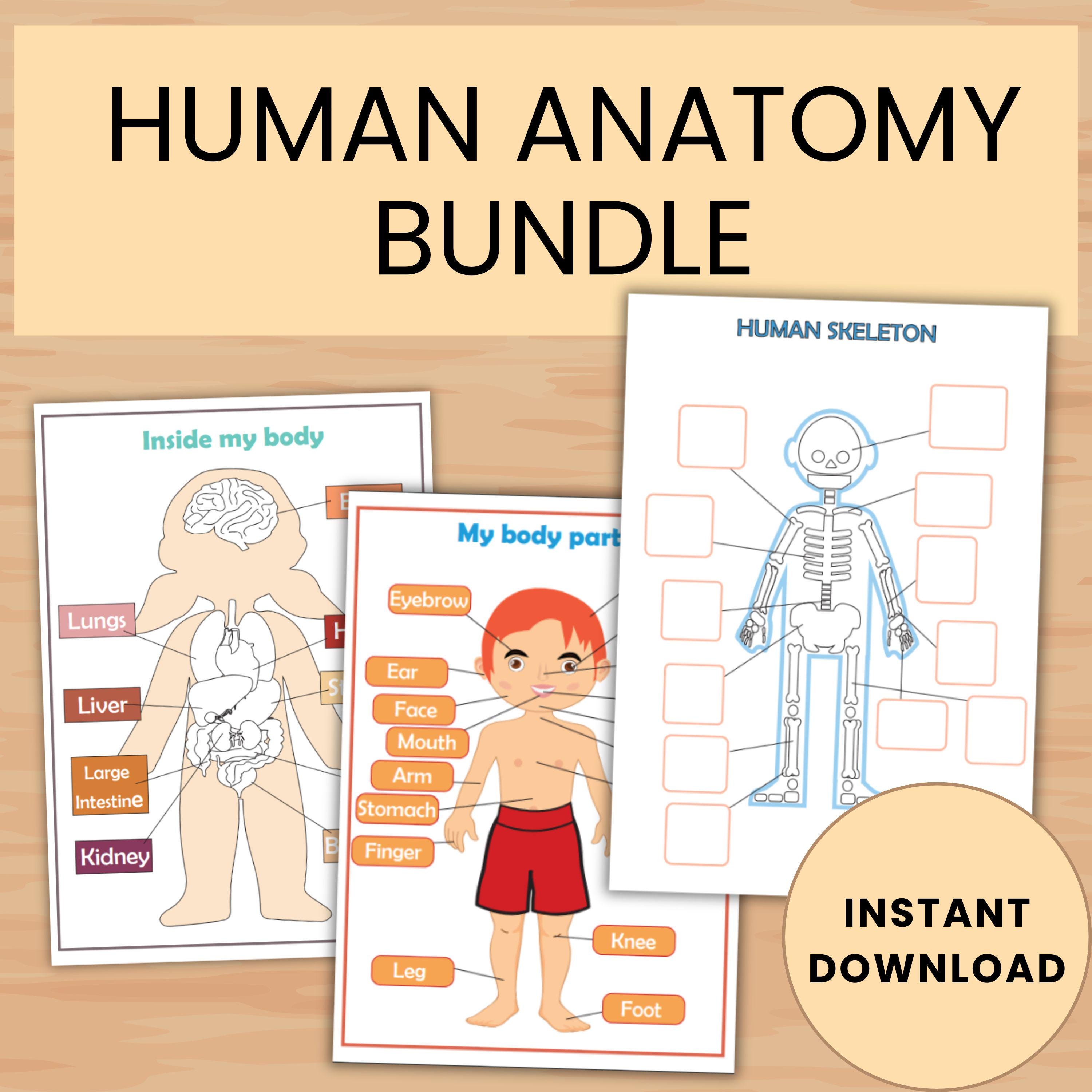Human Body Anatomy Busy Book Bundle: Preschool Science Activities ...