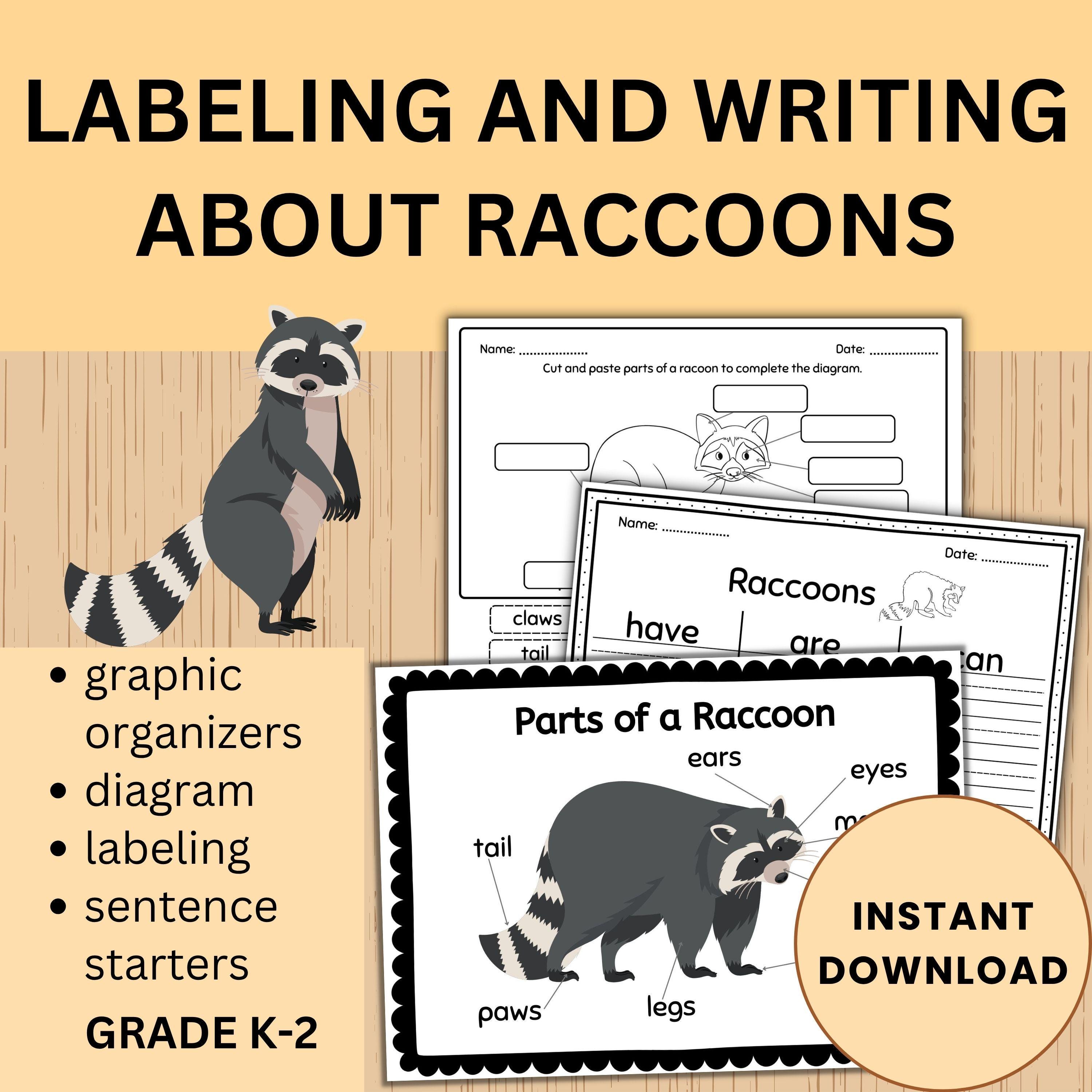 Raccoon Labeling and Writing Activities | Woodland Animal Worksheets |  Science and Literacy - Etsy