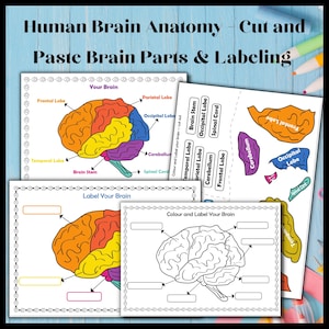 May include: Educational printable set for learning human brain anatomy. Includes labeled diagrams of brain parts, cut-out pieces, and labeling activities. The set features colorful and black-and-white brain illustrations for educational purposes.