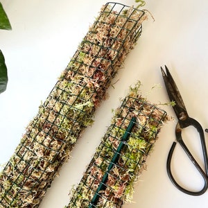 Handmade D-Shaped Sphagnum Moss Pole, Stackable Plant Support