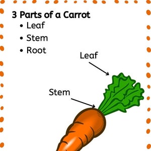 C is for Carrot Preschool Unit