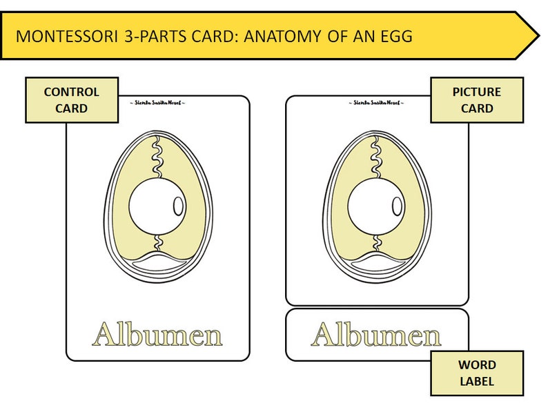 ANATOMY of AN EGG Montessori 3 Parts Card and 50 Worksheet Pages Egg