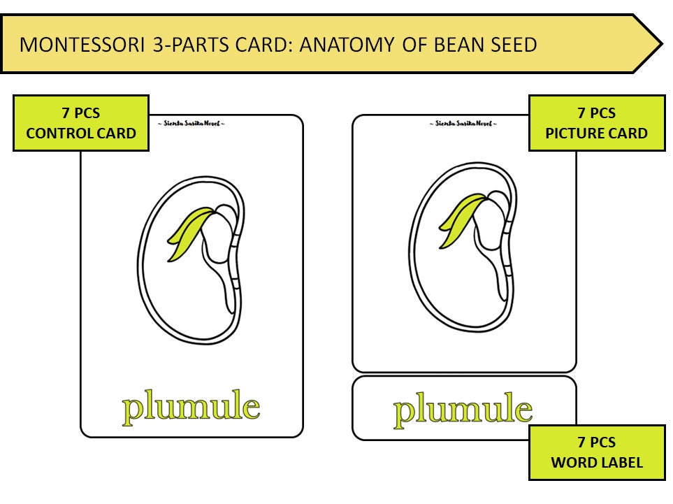 BEAN SEED ANATOMY: Montessori 3 Parts Card and 45 Pages Worksheet ...