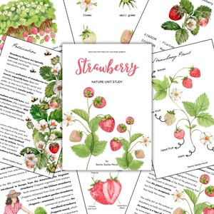 May include: A watercolor illustration of a strawberry plant with red berries, green leaves, and white flowers. The illustration is labeled "Strawberry Nature Unit Study" and includes text about the pollination and growth of strawberries.