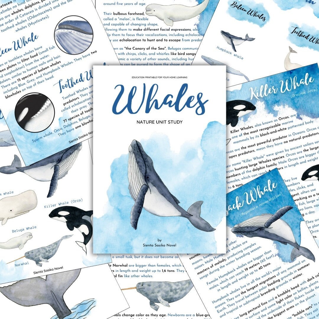 Whale Unit Study: Nature Science, Homeschool (Instant Download)