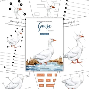 Op de afbeelding: Een printbaar werkblad voor kinderen om de lichaamsdelen van een gans te leren. Het werkblad bevat een kleurrijke illustratie van een gans met labels voor elk lichaamsdeel, inclusief de snavel, ogen, vleugels, staart, poten en zwemvliezen. Het werkblad bevat ook een sectie voor kinderen om de namen van de lichaamsdelen te schrijven.