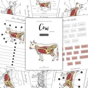 Mini Science: Lernen Kuh Anatomie, Tieranatomie, Anatomie einer Kuh