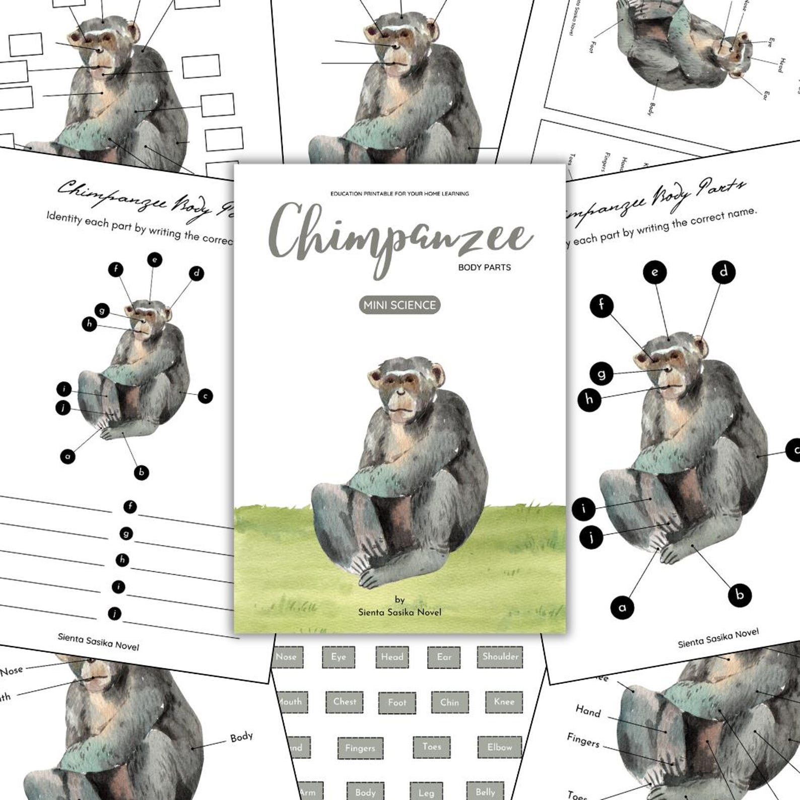 Chimpanzee Anatomy: Body Parts Learning Printable (PDF) - Etsy