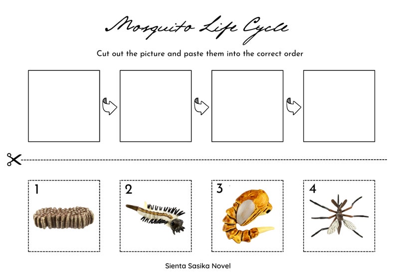 Mosquito Life Cycle Printable: Montessori 3-part Cards & Worksheets ...
