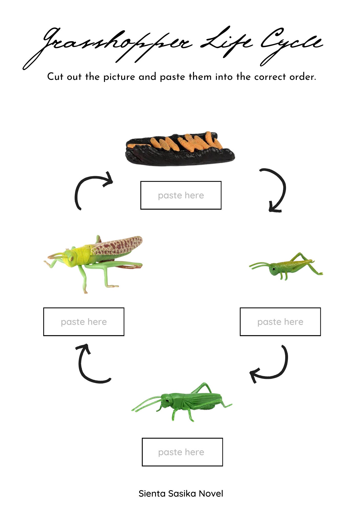 Grasshopper Life Cycle Printable: Montessori Zoology Cards (PDF) - Etsy