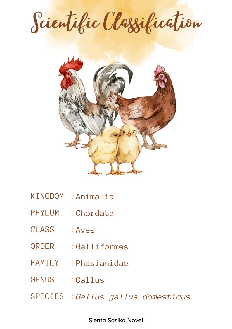 Poultry Classification Worksheet Chicken Nature Unit Study: Homeschool Printable (215 Pages) (instant ...