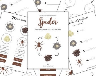 LIFE CYCLE: Spider Life Cycle for your figurine life cycle material | life cycle | zoology | science