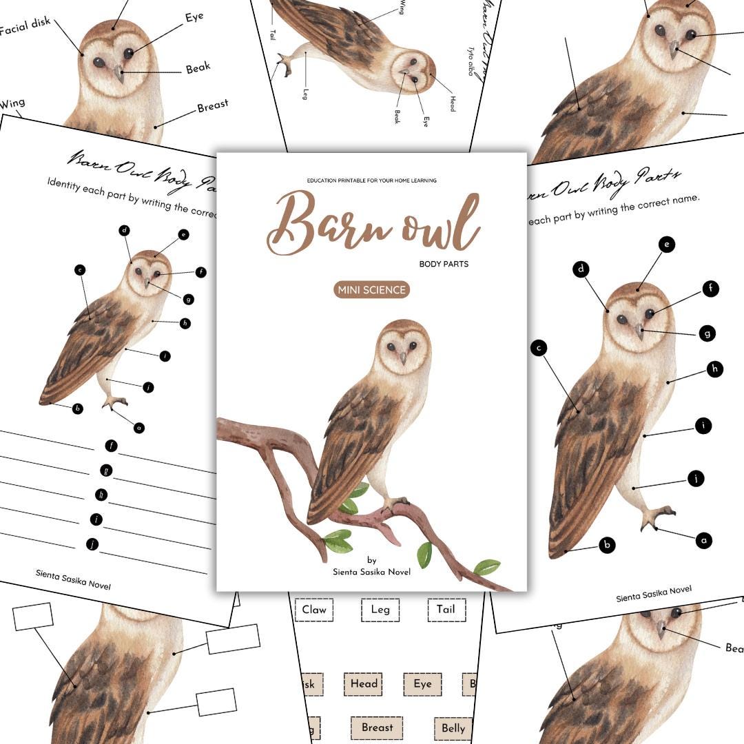 Barn Owl Anatomy Printable: Animal Body Parts Learning (PDF)