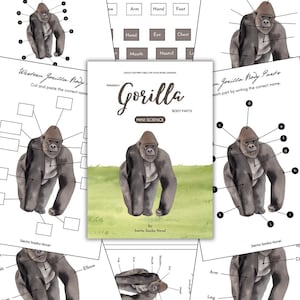 Pode incluir: Uma folha de trabalho imprimível para crianças aprenderem sobre as partes do corpo de um gorila ocidental. A folha de trabalho apresenta uma ilustração em preto e branco de um gorila com partes do corpo numeradas. A folha de trabalho inclui uma lista de partes do corpo para combinar com as partes numeradas do gorila.