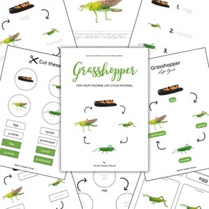 May include: Educational printable material for home learning, featuring a grasshopper life cycle. The pages include illustrations of eggs, nymphs, and grasshoppers, with the text "Grasshopper" and "Cut these".