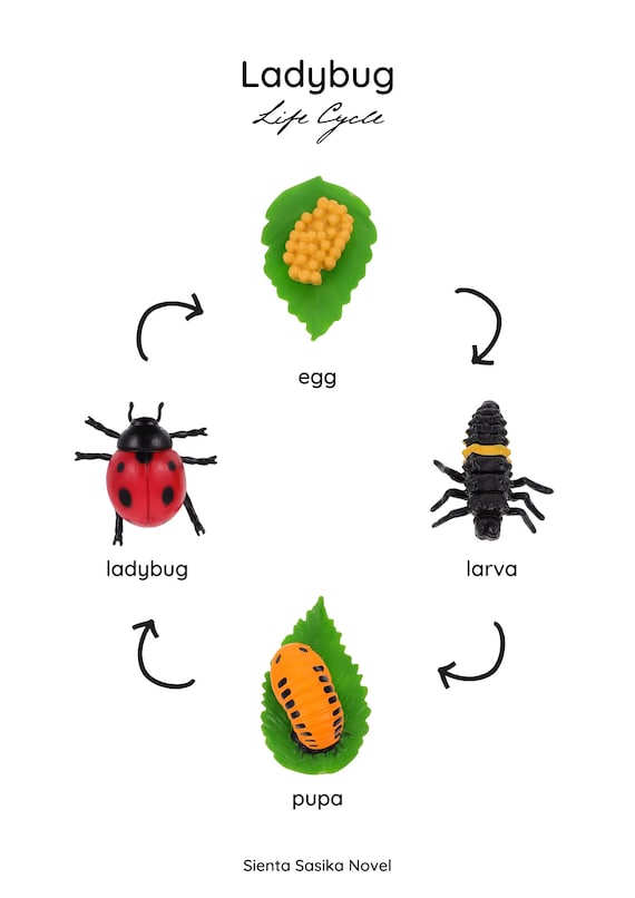 LIFE CYCLE: Ladybug/ladybird Life Cycle for Your Figurine