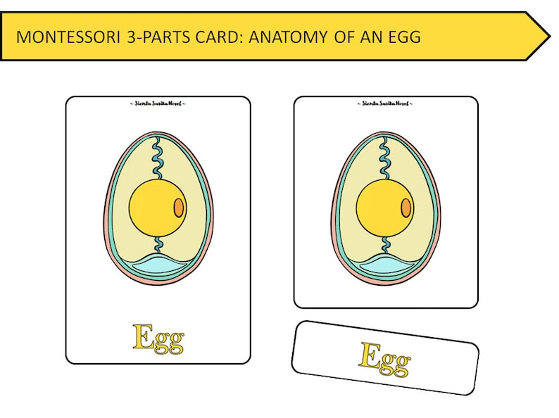 ANATOMY of AN EGG Montessori 3 Parts Card and 50 Worksheet Pages Egg