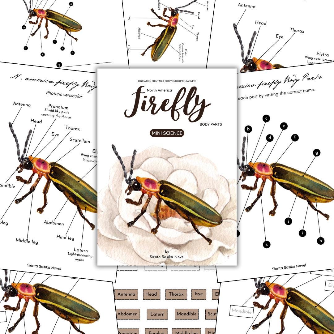 Firefly Anatomy: Body Parts Learning Printable (PDF) - Etsy Australia