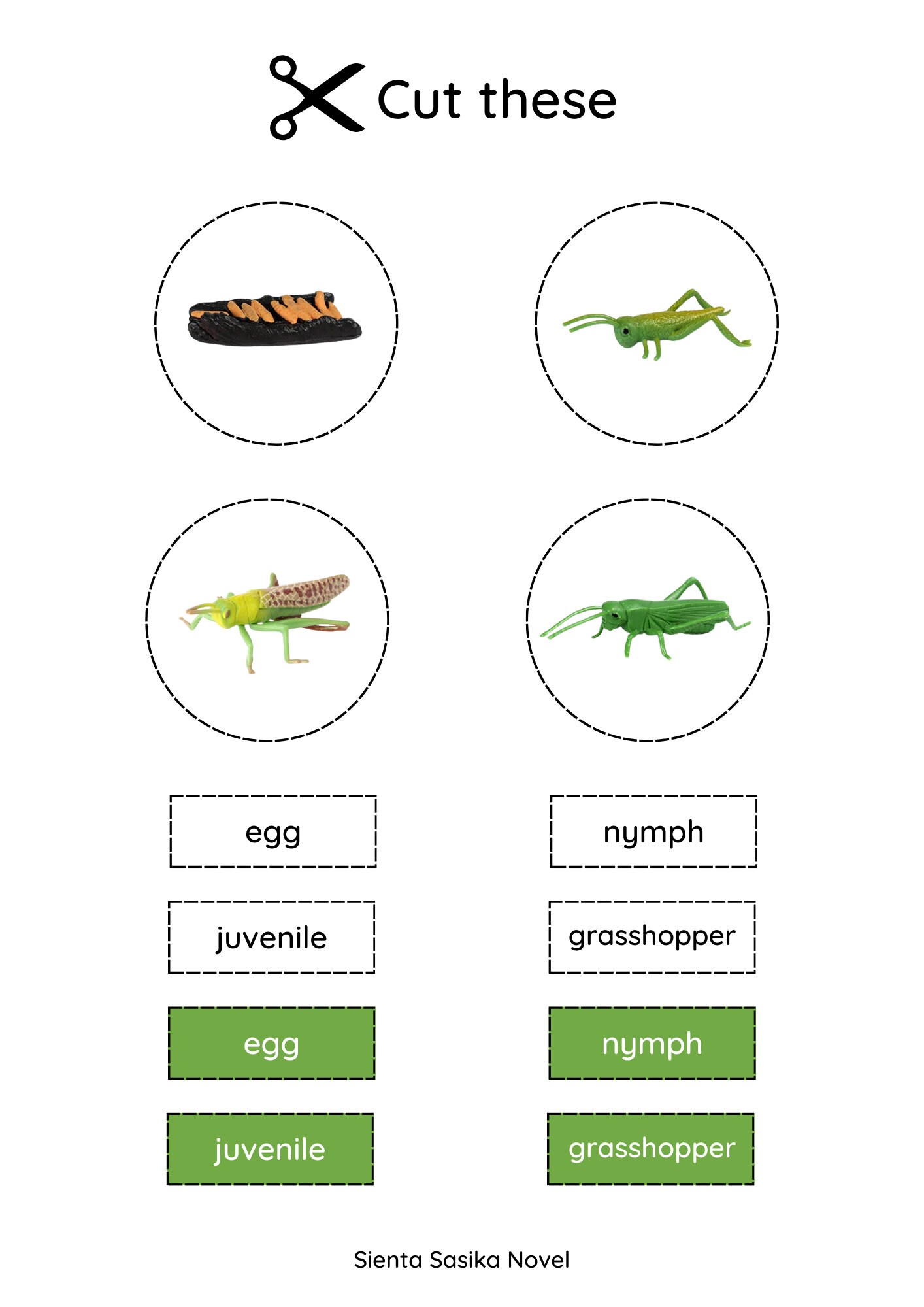 Grasshopper Life Cycle Printable: Montessori Zoology Cards (PDF) - Etsy