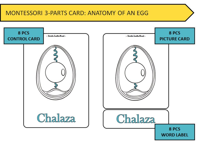 ANATOMY of AN EGG Montessori 3 Parts Card and 50 Worksheet Pages Egg