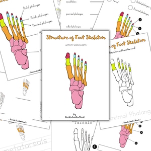May include: A printable worksheet for learning about the structure of the human foot skeleton. The worksheet includes a labelled diagram of the foot bones, including the tarsals, metatarsals, and phalanges. The worksheet also includes a section for tracing the words for each bone.
