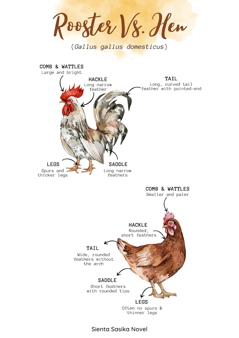 Chicken Nature Unit Study: Homeschool Printable (215 Pages) (instant ...